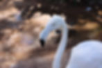 Flamingo buddy