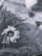 First 6CA3B0 Plants BW Lazy Daisy