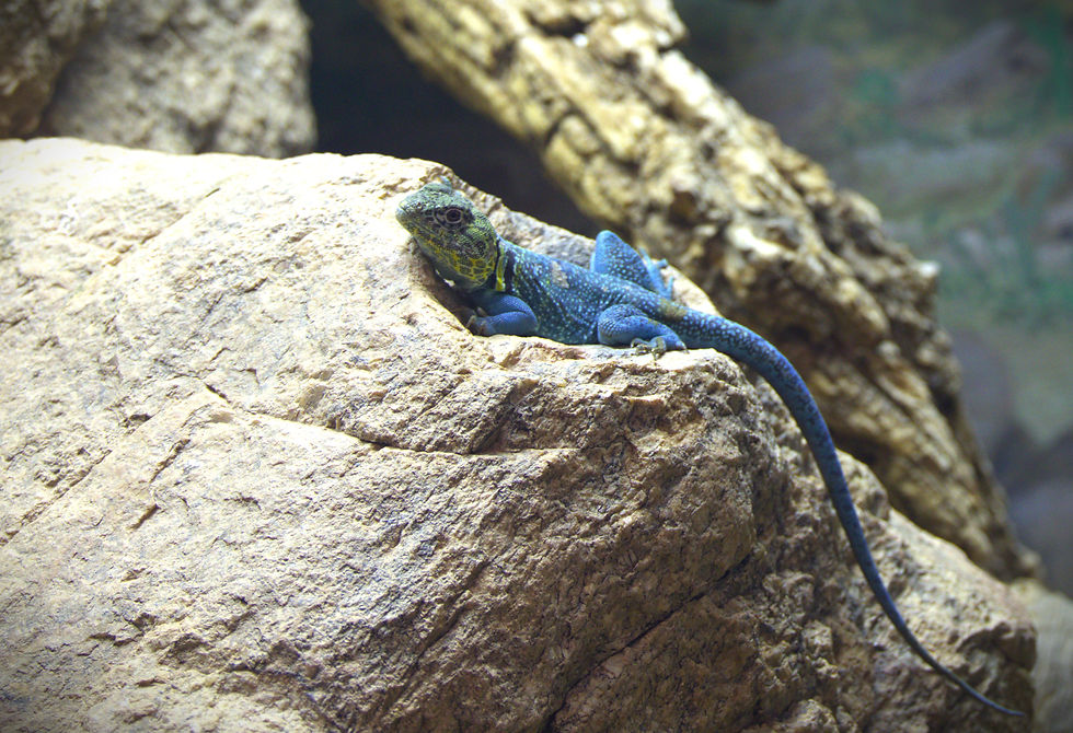 Blue Lizard edited