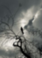 First A23CC9 Animal BW Spooky Bird