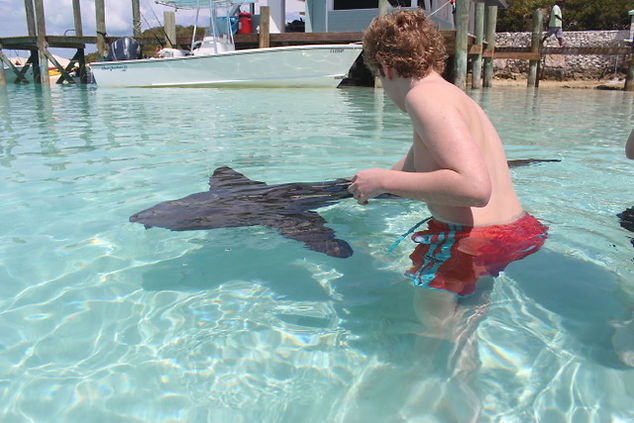 Swim with Nurse Sharks | Best Beaches in Exuma