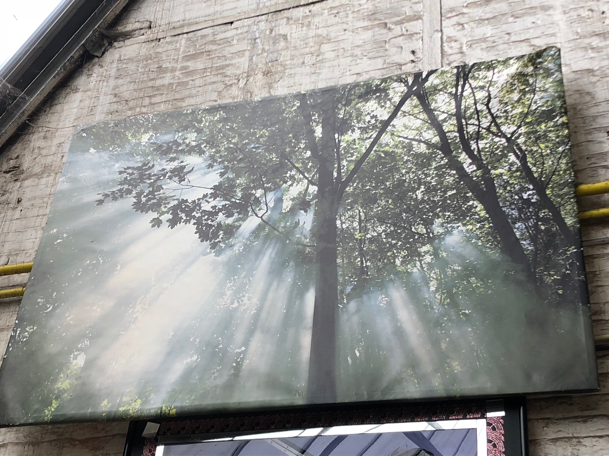 Photo forêt