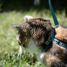 Chat qui s'amuse dans la pelouse