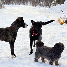 Groupe de chiens qui s'amuse dehors