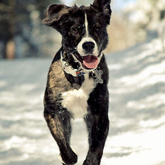 Chien qui gambade
