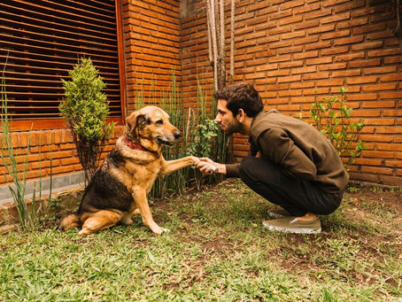Common Behavioral Issues Addressed in Residential Dog Training