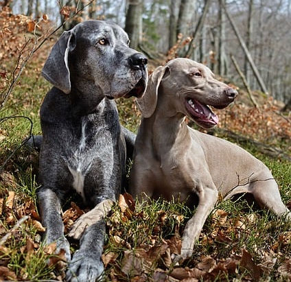 Der Weimaraner