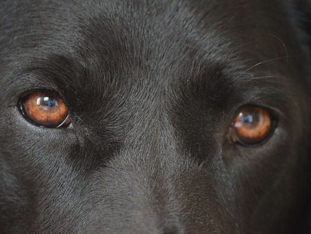 Die Iritis (Regenbogenhaut Iris)