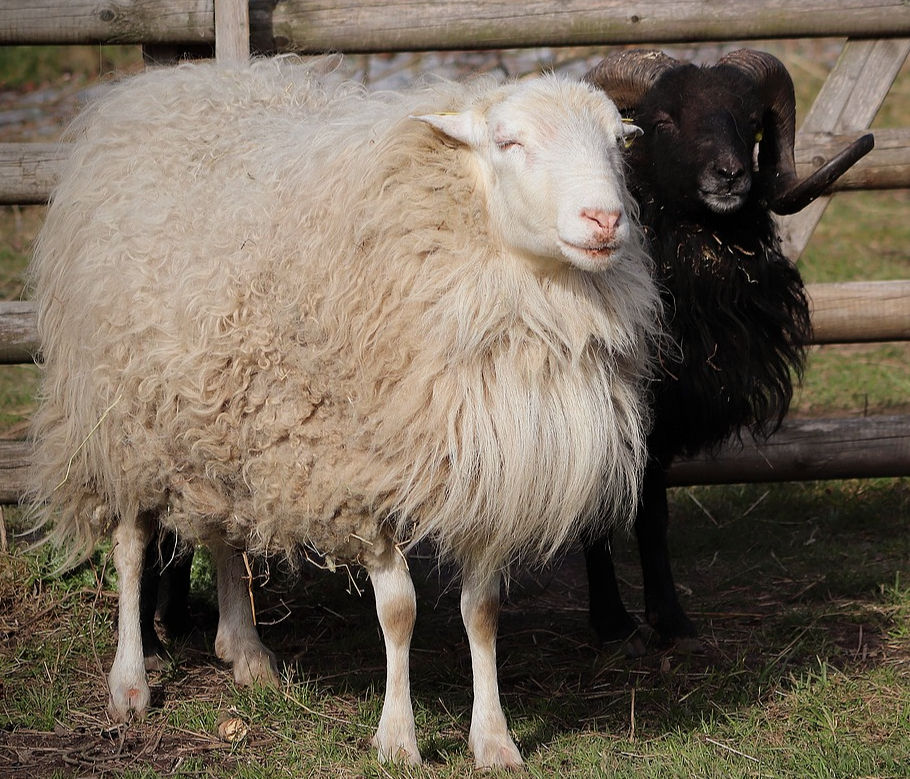 Was ist eigentlich die Schafskälte?