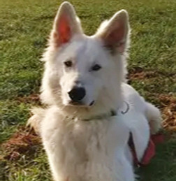 Balu
