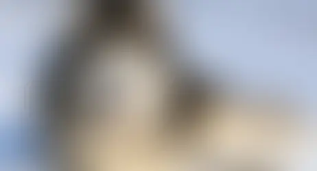 Der Alaskan Malamute