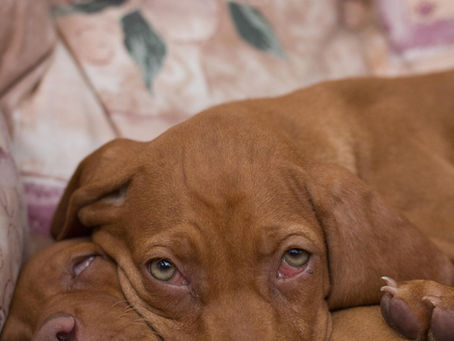 Lethargie bei Hunden