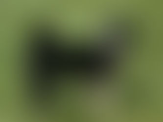 Der Karelische Bärenhund
