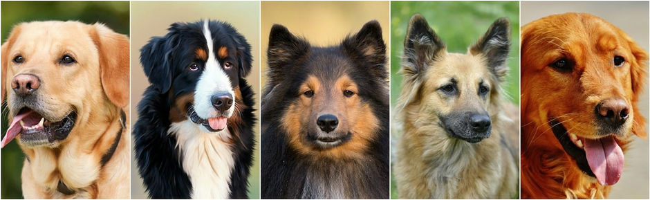 Hund vom Züchter oder aus dem Tierheim?