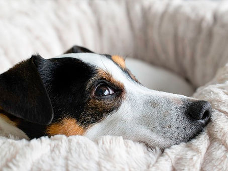 Anzeichen für Schmerzen