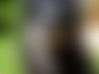 Signal "Schau" trainieren