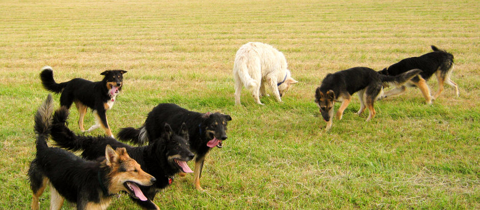Hunde geschmeidiger machen