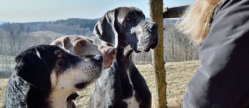 Die Blicke unserer Hunde
