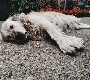Entspannter Hund liegt auf dem Boden von Hunde zum Lorcheborn