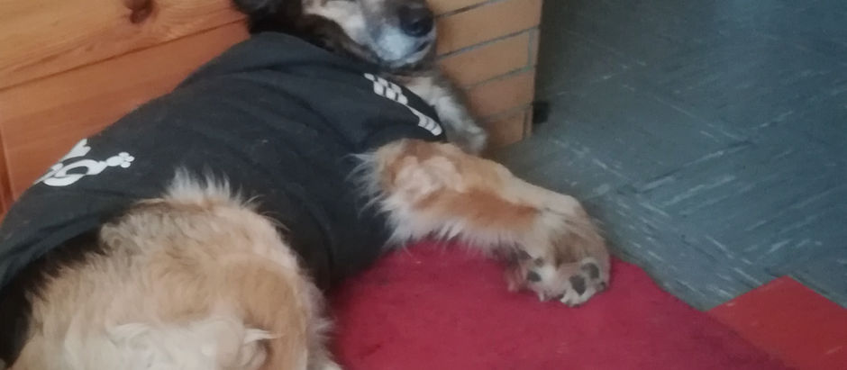 Das Schlafverhalten unserer Hunde