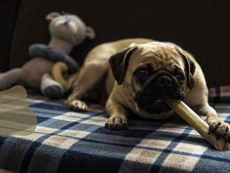 Mein Hund pinkelt absichtlich ins Körbchen!