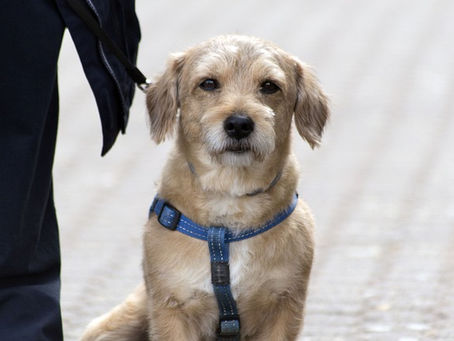 Hund mit Niereninsuffizienz