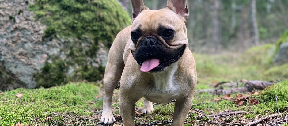 Karpfenrücken bei Hunden