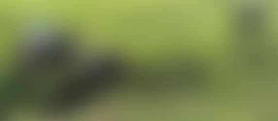 Die Konfliktlösung unter Hunden