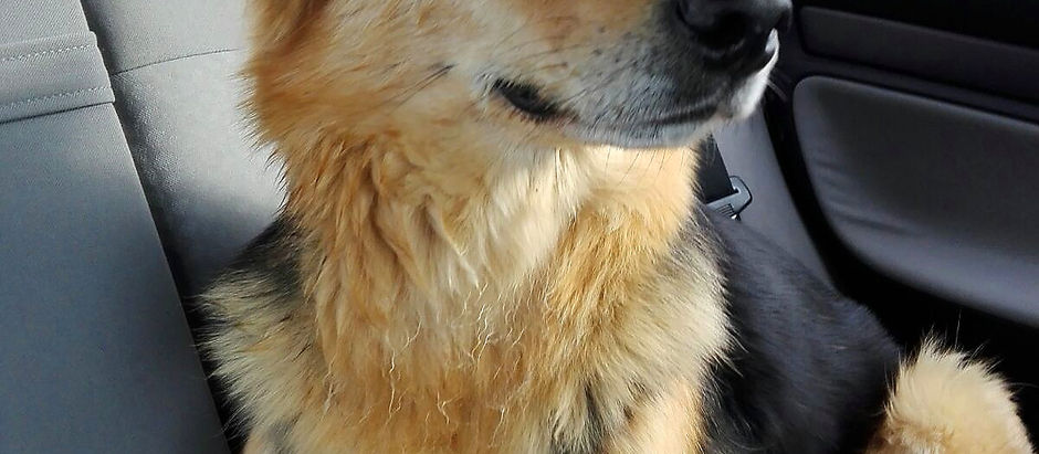 Warum gibt es die Hundesteuer?