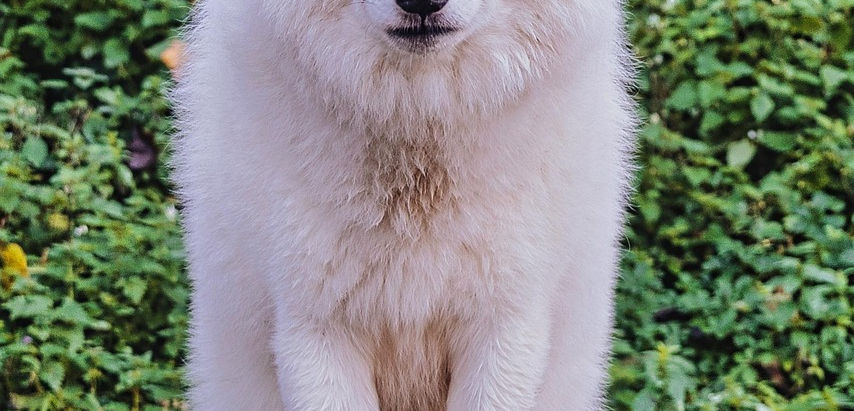 Canis lupus familiaris