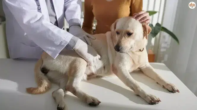 Verdauungstrakt und Harnsystem