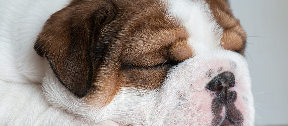 Inzucht beim Hund