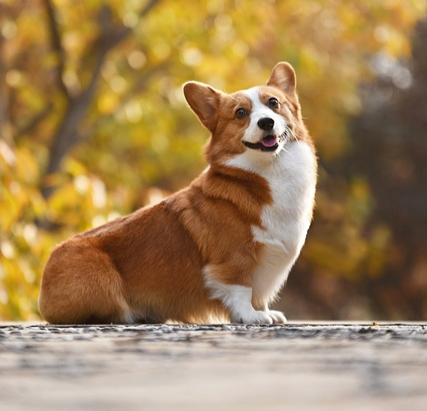 Der Corgi