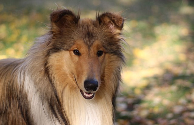 Der Collie