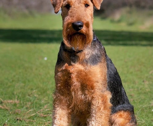 Der Terrier