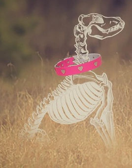 Anatomie eines Hundes