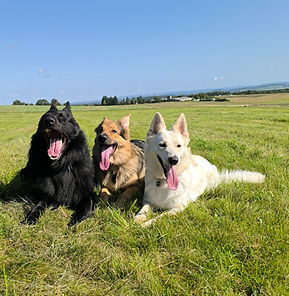 Drei Hunde liegen entspannt auf einer Wiese bei Hunde zum Lorcheborn.