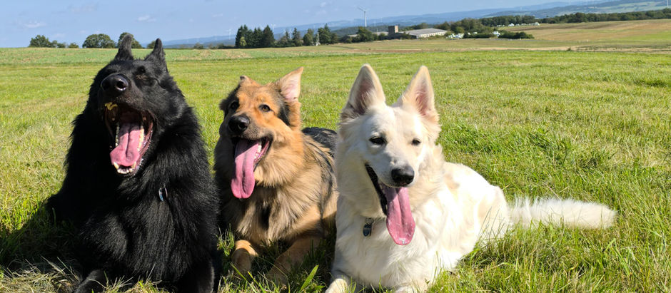 Positives Verhalten bei Hunden