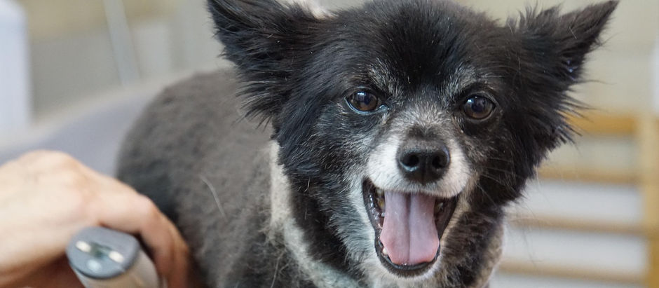 Fell Typen faszinierendsten Merkmale!