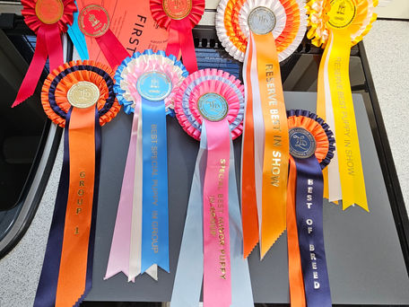 Lottie goes Reserve Best In Show!