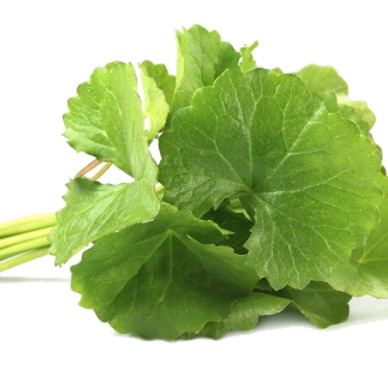 gotu kola rahma blends