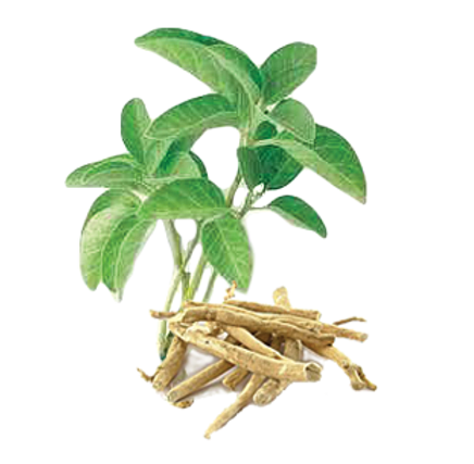 Ashwagandha is another Ayurvedic herb that has been used in various treatments Ashwagandha is another Ayurvedic herb that has been used in various treatments
