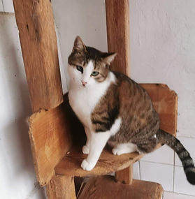Filou, männlich, Bulgarien