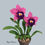 Thumbnail: Cattleya Orchid