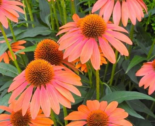 Thumbnail: Cone Flower