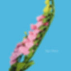 Thumbnail: Foxglove