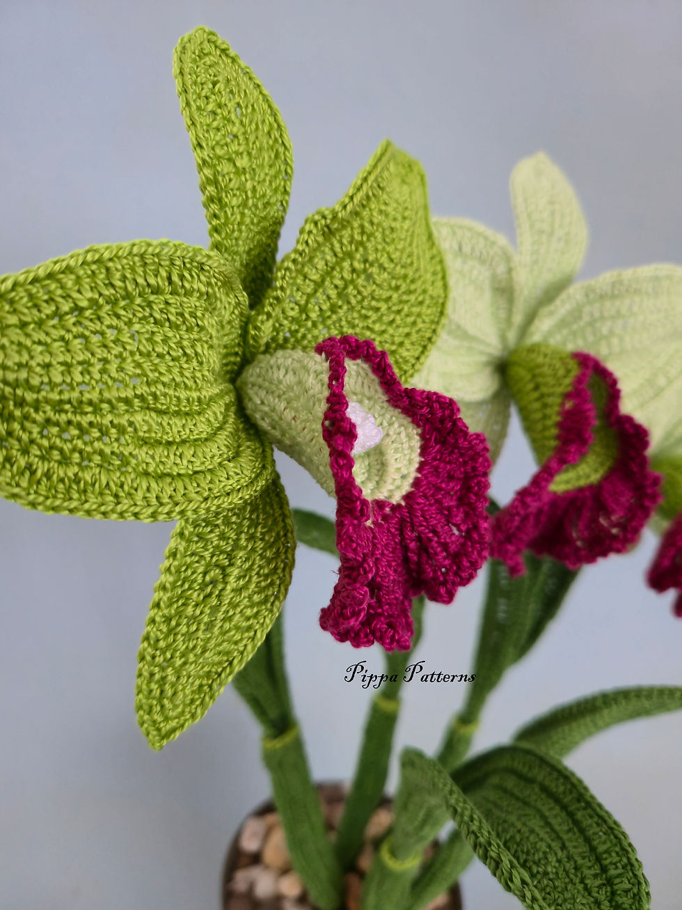 Thumbnail: Cattleya Green Witch