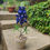 Thumbnail: Bluebonnet