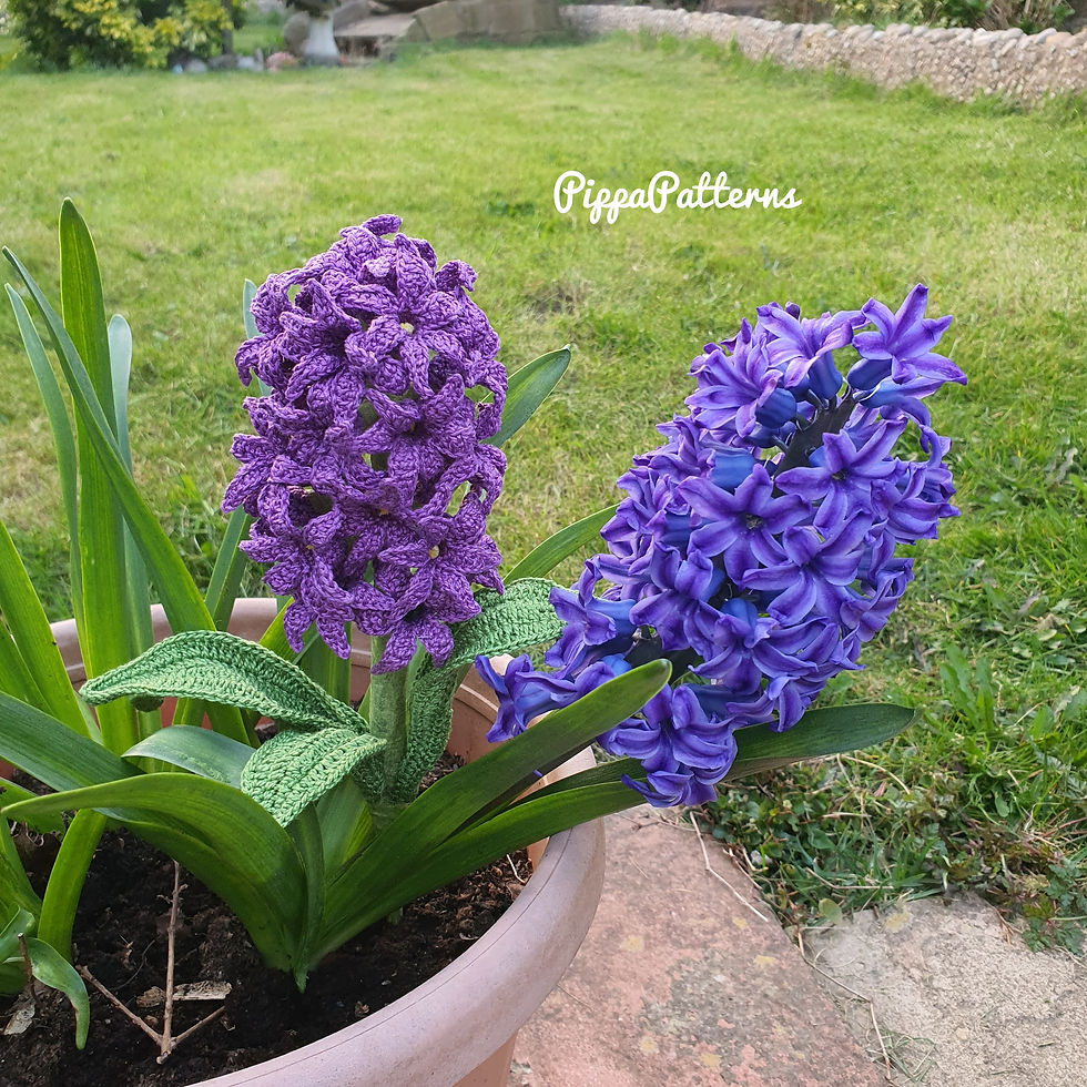 Thumbnail: Hyacinth