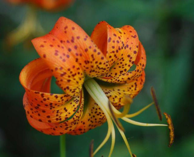 Thumbnail: Leopard Lily